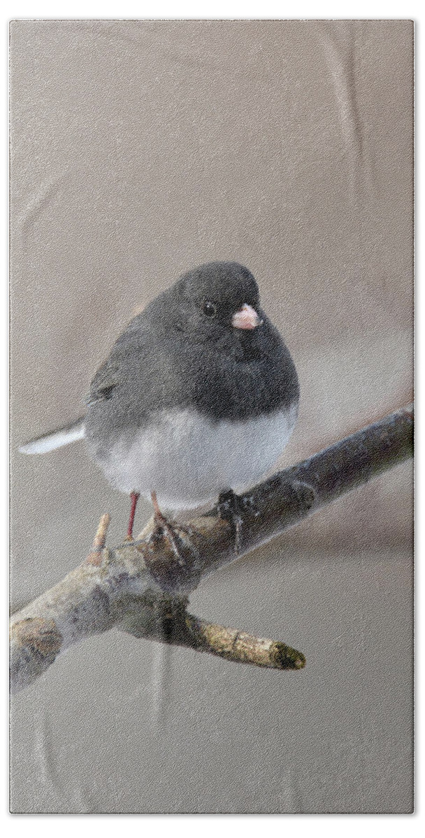 Bird Photograph Bath Towel featuring the photograph Dark-eyed Junco 2 by Ann Bridges