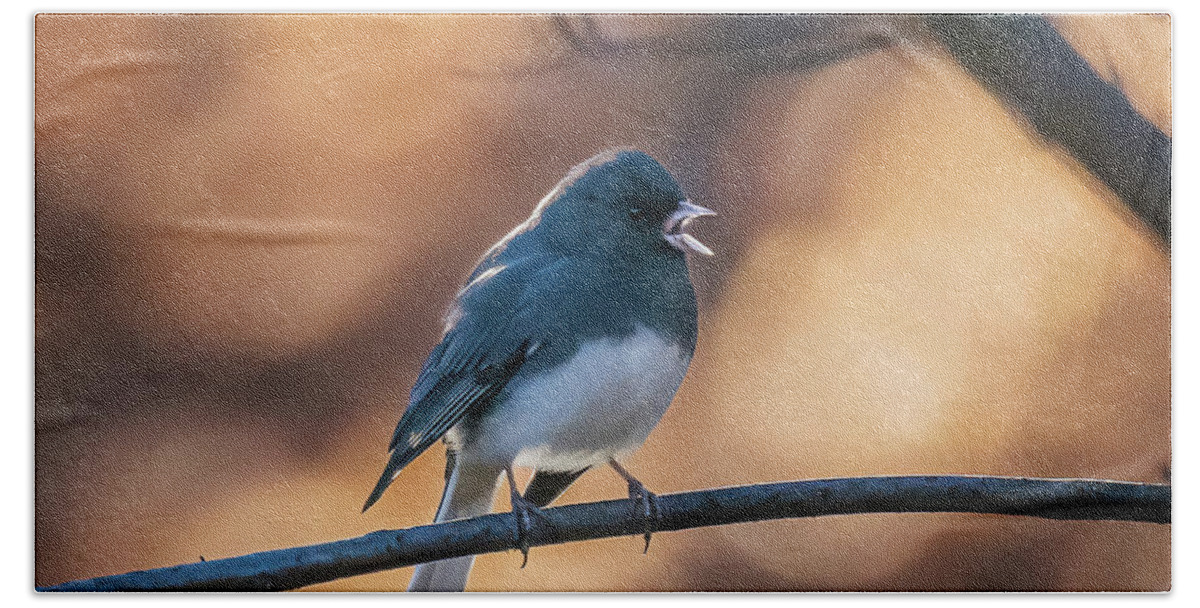 Dark Eyed Junco Hand Towel featuring the photograph Dark-Eyed Junco by Alexander Image
