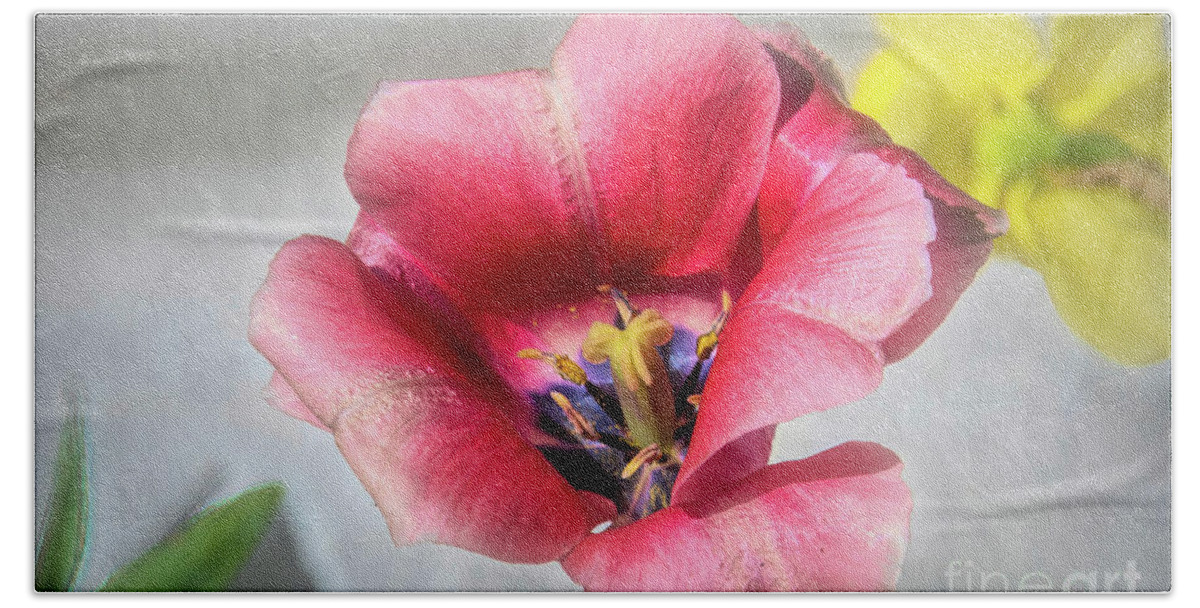 Dark Bath Towel featuring the photograph Dark Pink Darwin Hybrid Tulip and the Daffodil by Diana Mary Sharpton