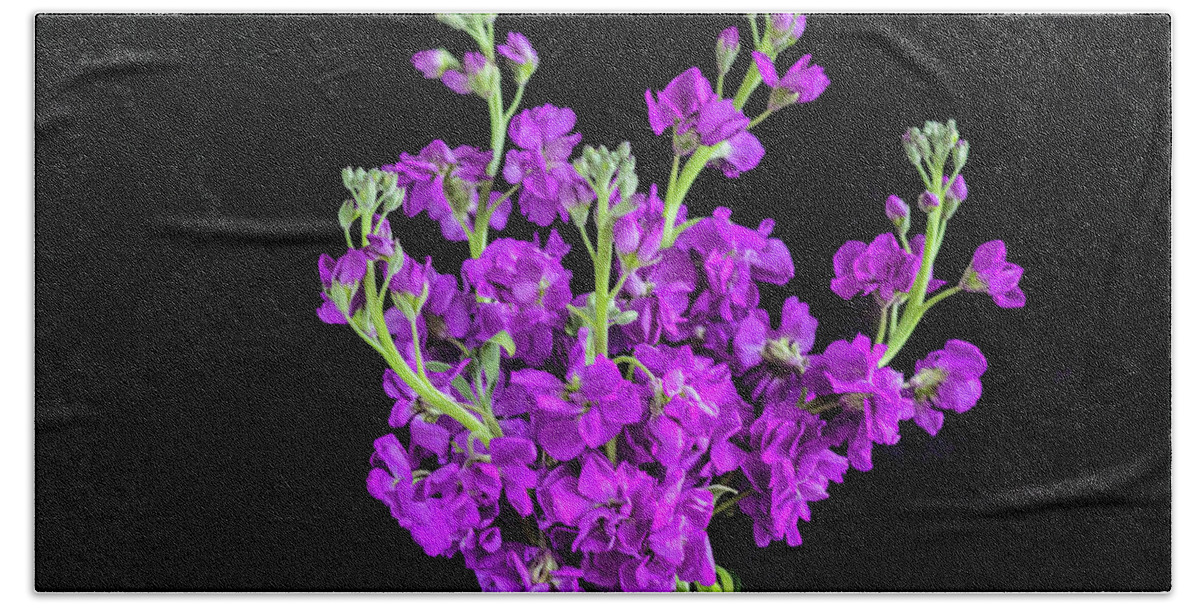 Dark Purple Stock Flowers Bath Towel featuring the photograph Dark Purple Stock Flowers Matthiola incana X104 by Rich Franco