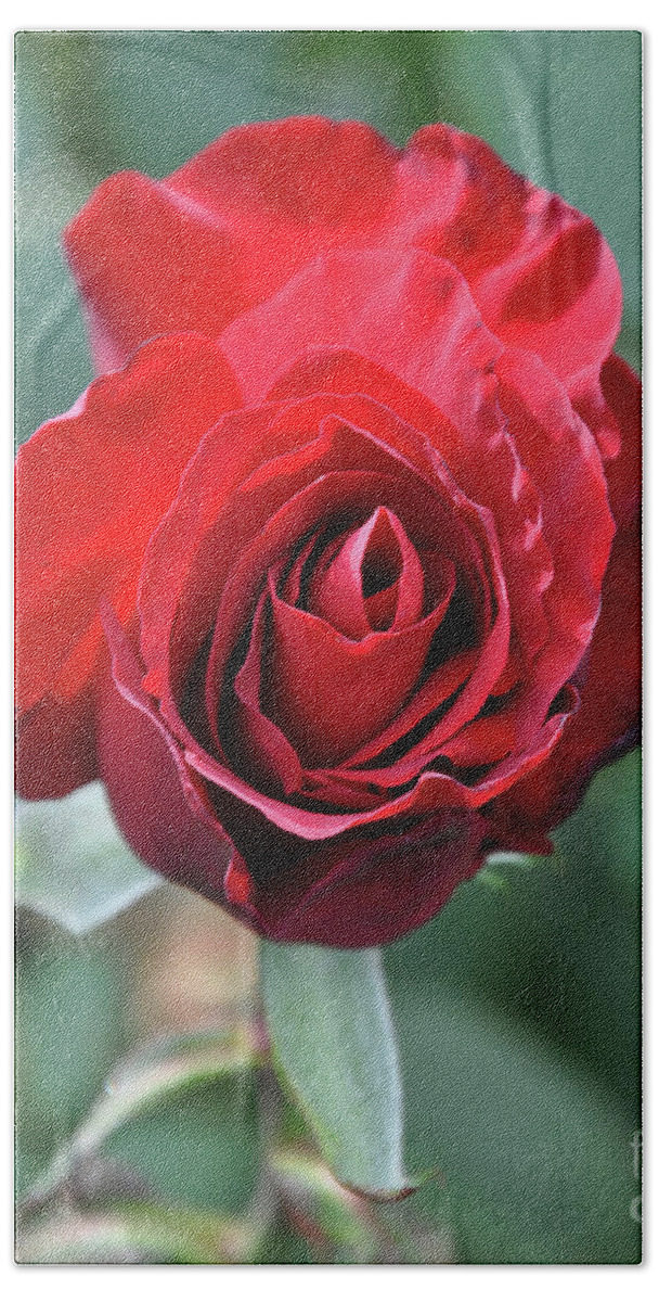 Red-rose Bath Towel featuring the digital art Deep Red Rose Bloom by Kirt Tisdale