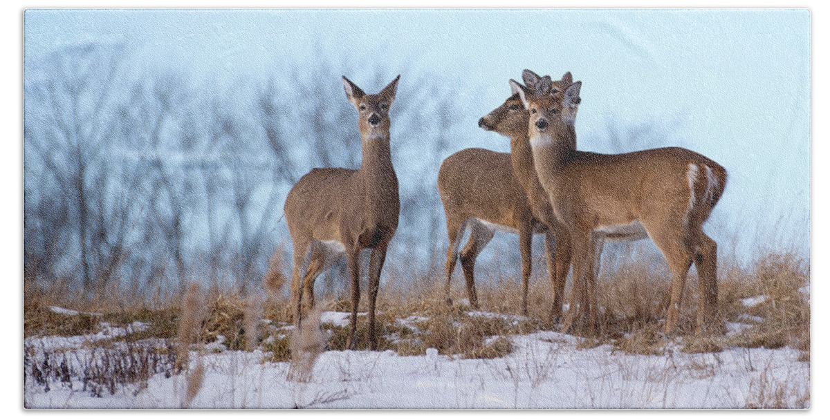 Deer Hand Towel featuring the photograph Deer Field by Flinn Hackett