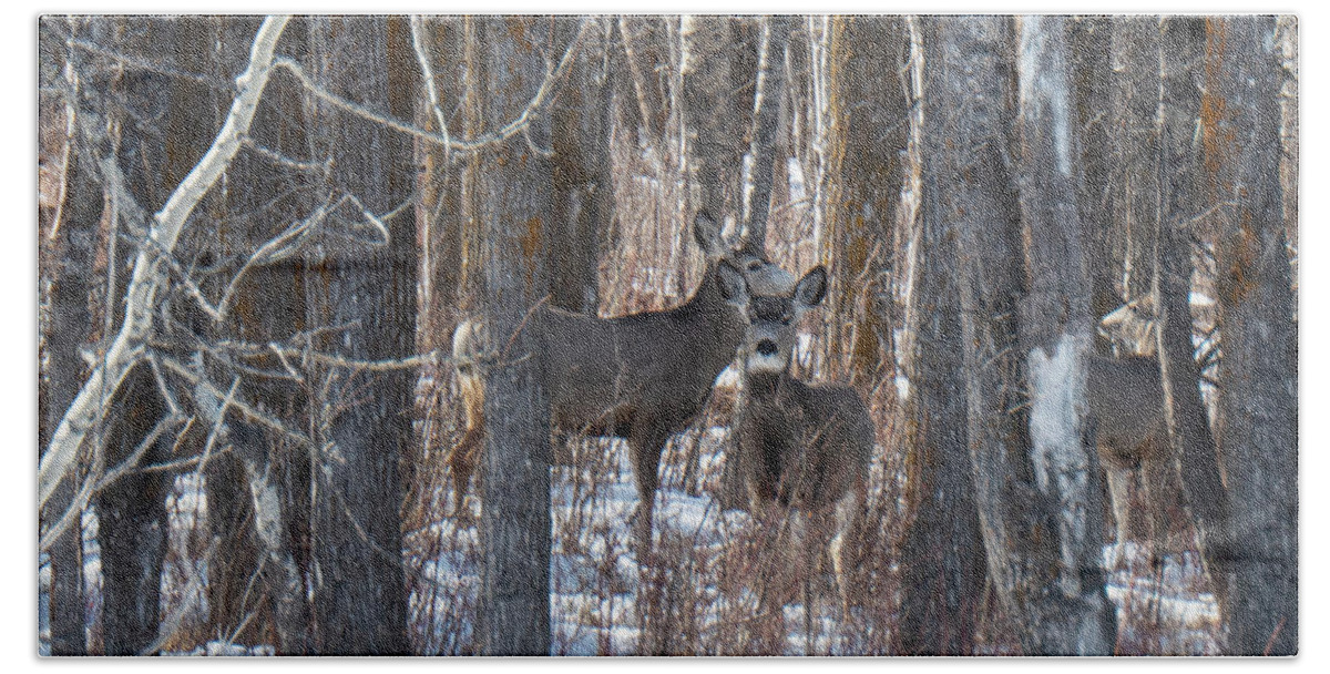 Deer Bath Towel featuring the photograph Deer In Winter Woods by Karen Rispin