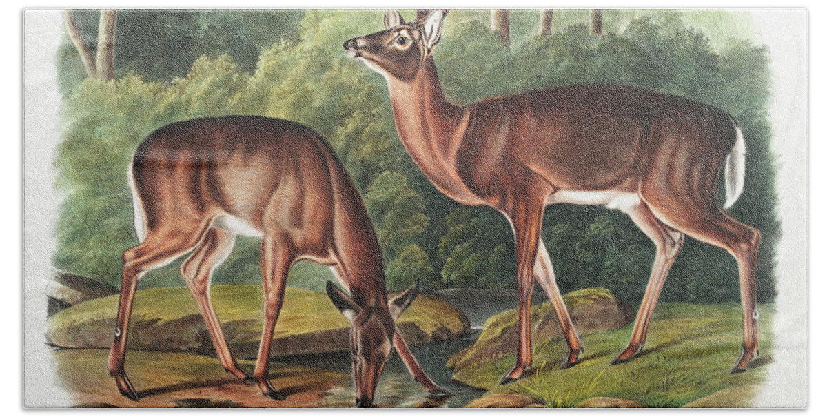 American Animals Hand Towel featuring the mixed media Deer. John Woodhouse Audubon Illustration by World Art Collective