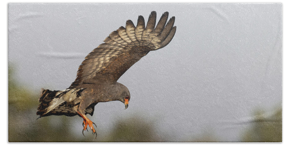 Snail Kite Bath Towel featuring the photograph Defeat by RD Allen