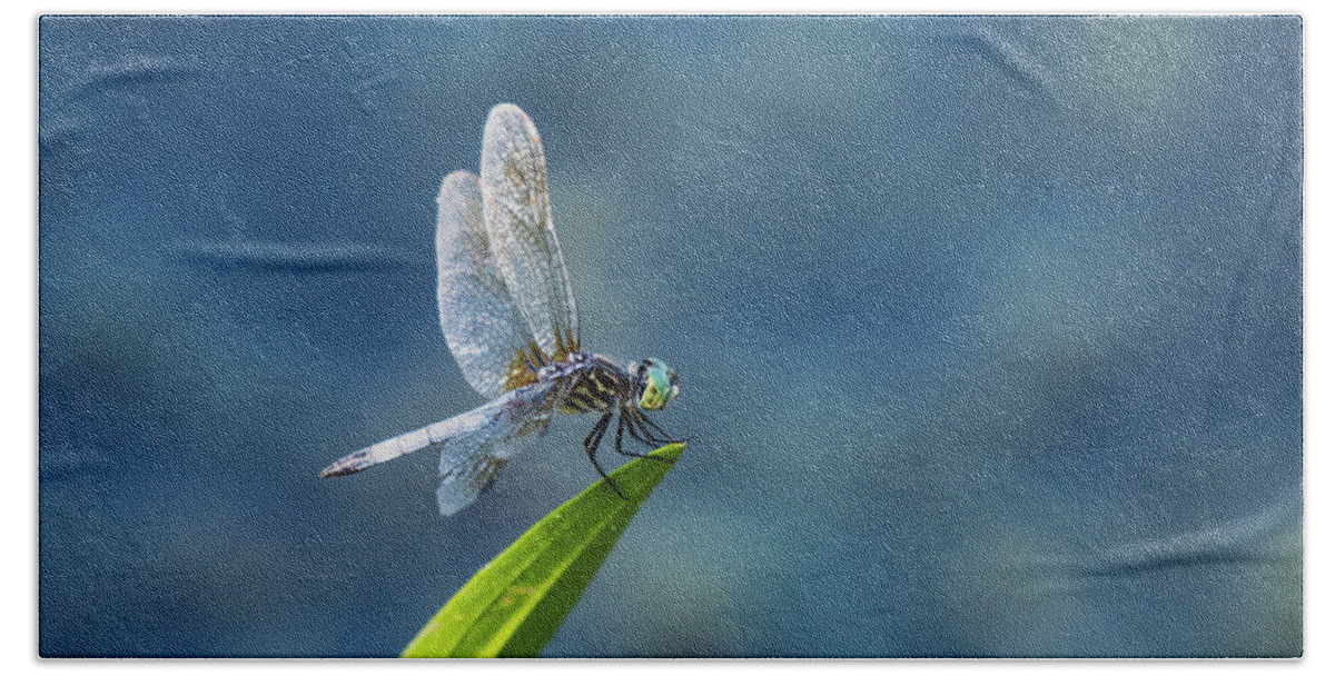 Dragonfly Hand Towel featuring the photograph Delicate Beauty by Rose Guinther