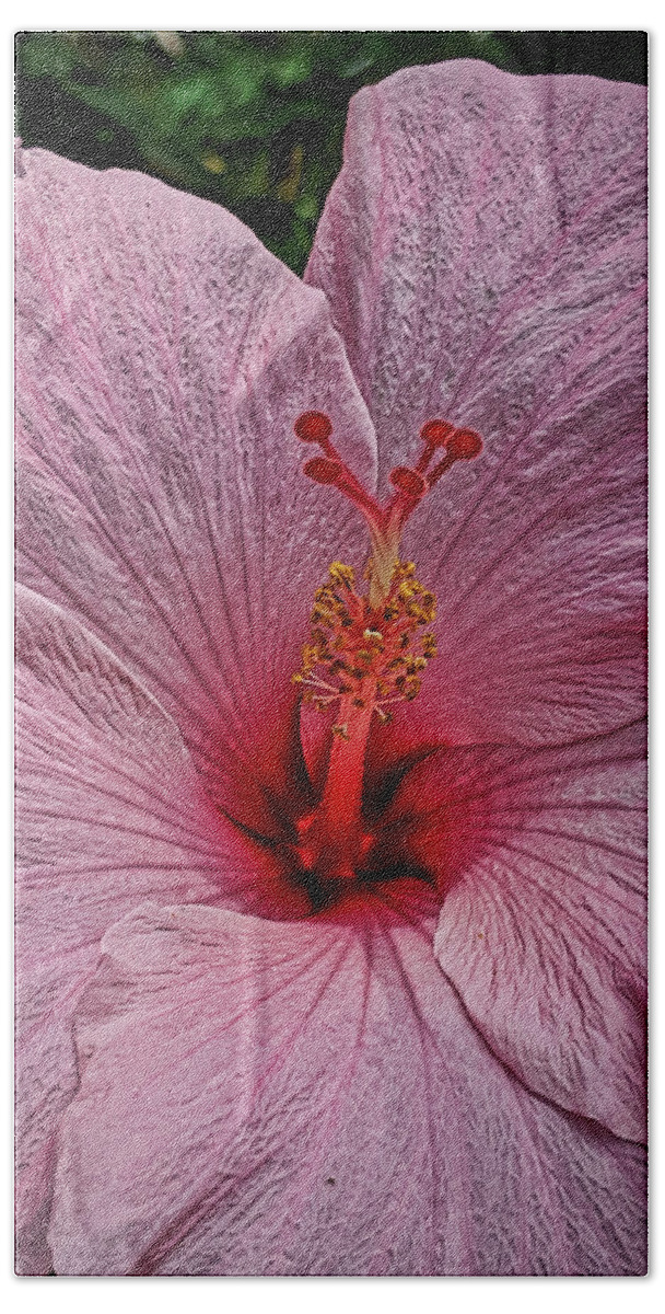 Flower Hand Towel featuring the photograph Delicate Pink Hibiscus by Portia Olaughlin