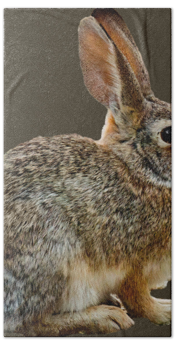 Mark Myhaver Photography Bath Towel featuring the photograph Desert Cottontail 24806 by Mark Myhaver