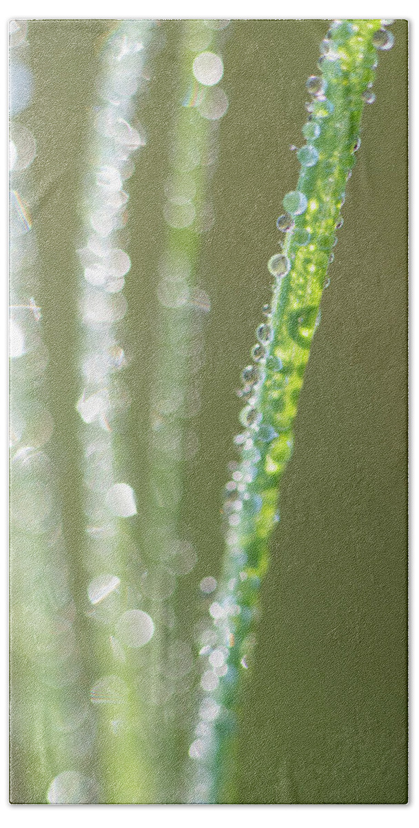 Dew Hand Towel featuring the photograph Dew On Grass In Morning Sunlight by Phil And Karen Rispin