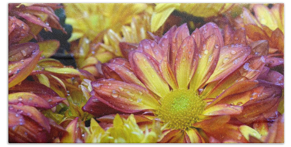 Daisy Bath Towel featuring the photograph Dewy Pink and Yellow Daisies 1 by Amy Fose