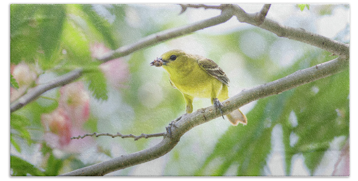 Orchard Oriole Bath Towel featuring the photograph This Is What's For Supper by Annette Hugen
