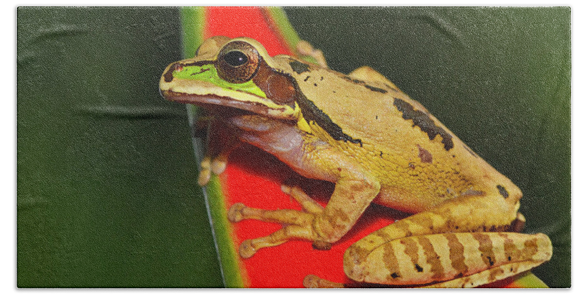 Masked Tree Frog Bath Towel featuring the photograph Disguise by Tony Beck