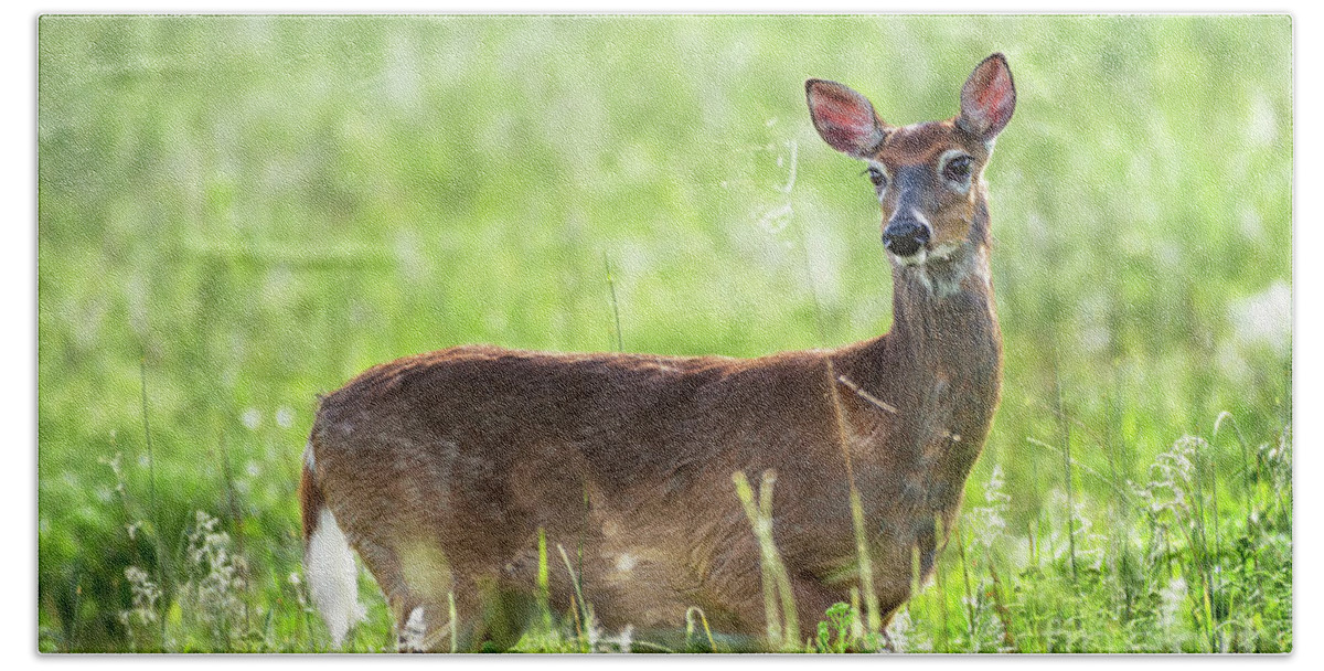 Doe Hand Towel featuring the photograph Doe eyed - Whitetail deer on a meadow by Rehna George