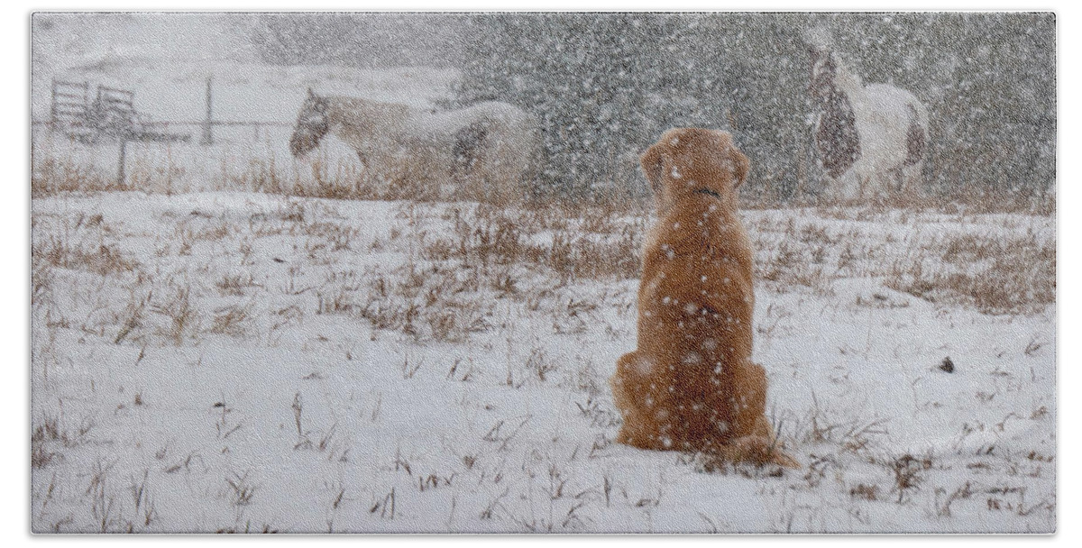 Snow Bath Towel featuring the photograph Dog And Horses In The Snow by Karen Rispin