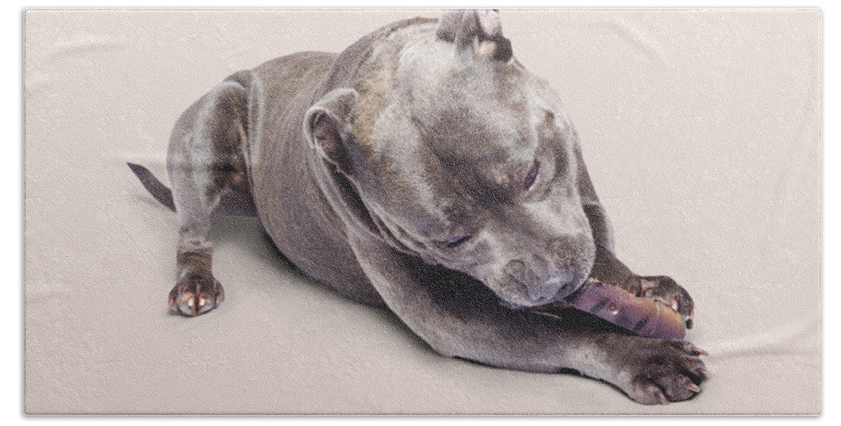 Pets Bath Towel featuring the photograph Dog eating chew toy by Jorgo Photography