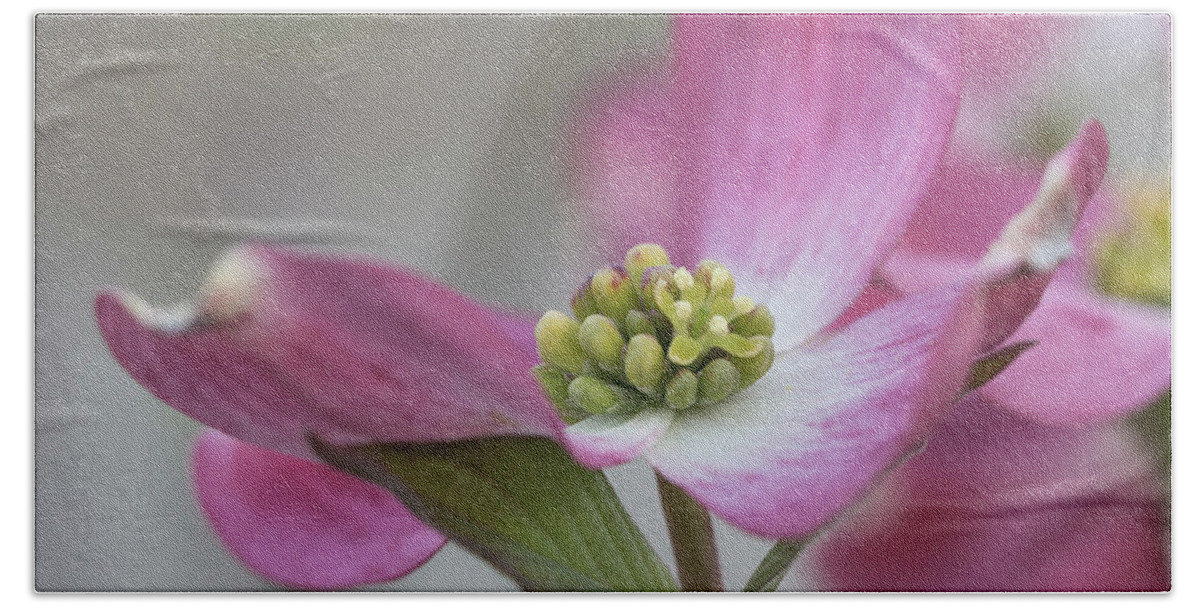 Flower Hand Towel featuring the photograph Dogwood by David Beechum