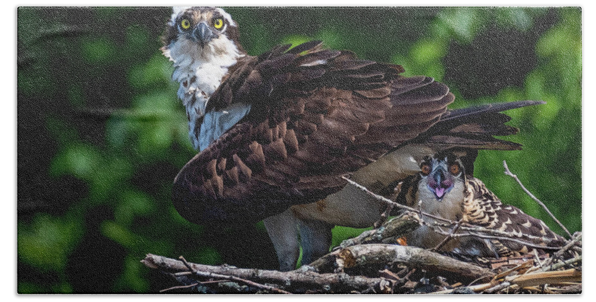 Osprey Bath Towel featuring the photograph Don't Even Think of It by John Roach