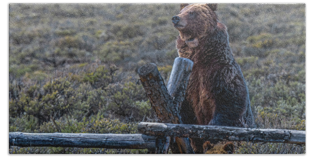 Grizzly Bath Towel featuring the photograph Don't Fence Me In by Yeates Photography