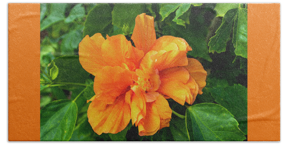 Hibiscus Bath Towel featuring the photograph Double Orange Hibiscus Flower by Blair Damson