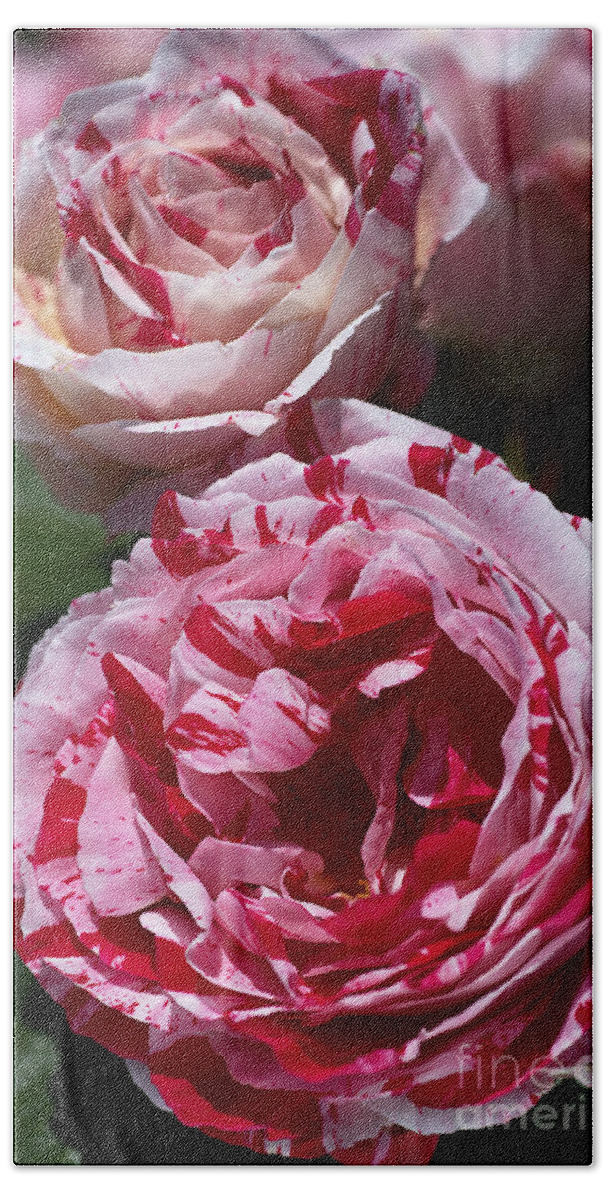 Bubbleblue Hand Towel featuring the photograph Double Toned Pink Rose by Joy Watson