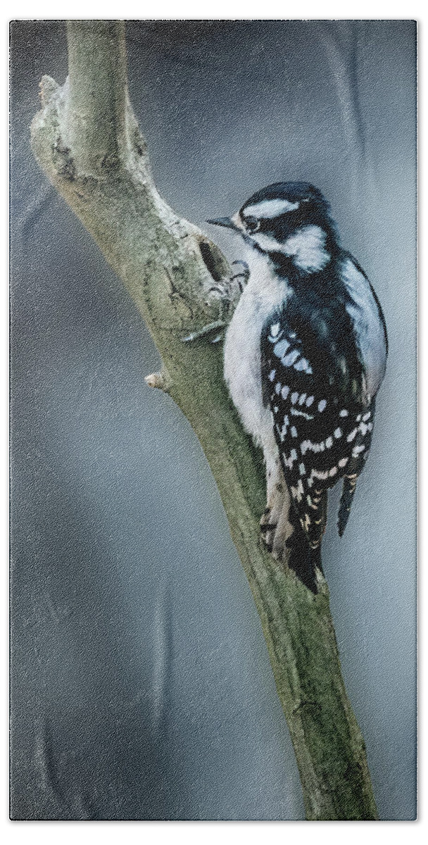 Downy Woodpecker Hand Towel featuring the photograph Downy Woodpecker by Alexander Image