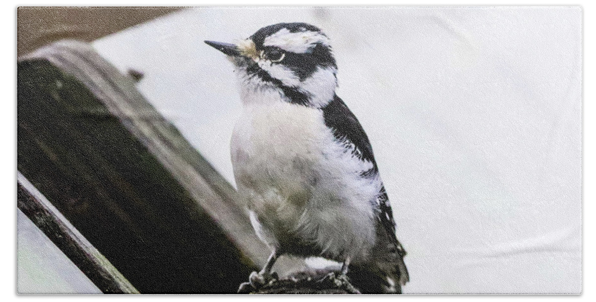 Woodpecker Bath Towel featuring the photograph Downy Woodpecker by Tahmina Watson