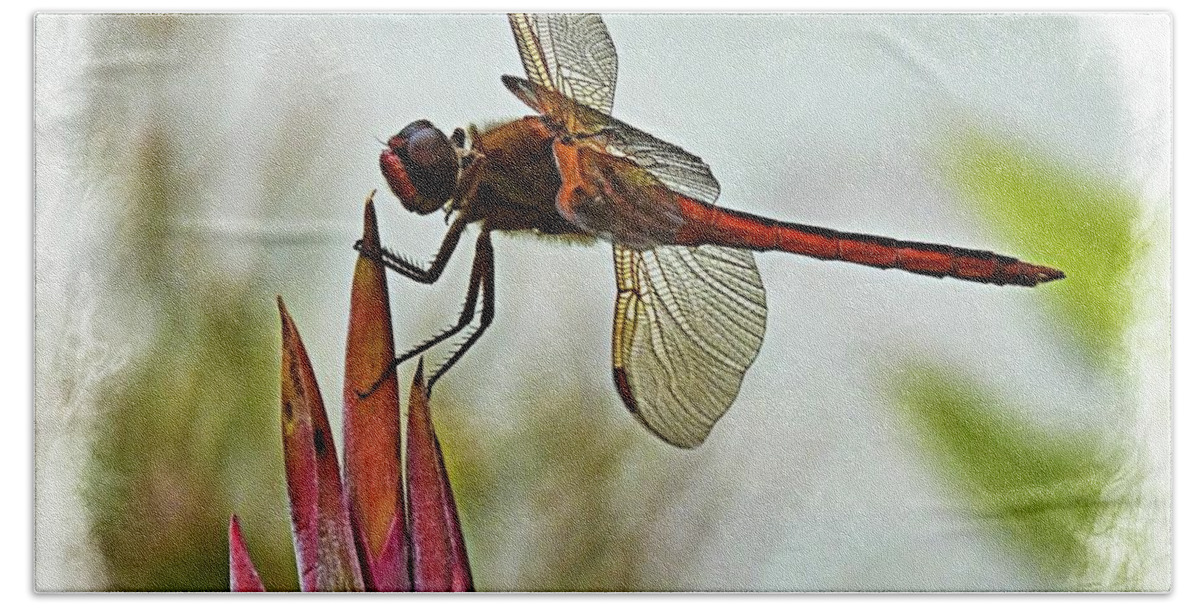 Dragonfly Hand Towel featuring the photograph Dragonfly with vignette by Bill Barber