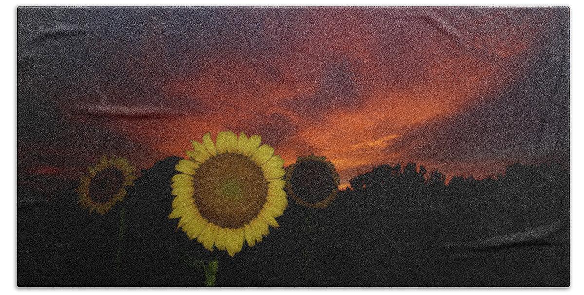 Gold Sunflowers Bath Towel featuring the photograph Drapers' Gold Sunflowers at Sunset by Daniel Brinneman