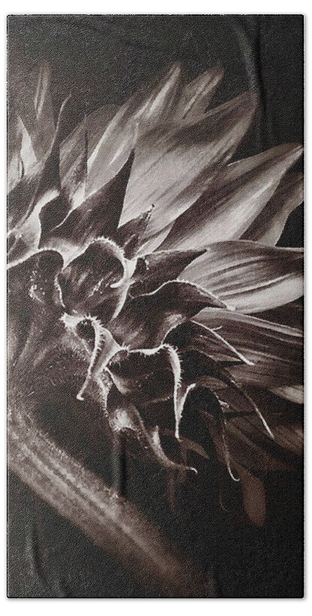 Black And White Bath Towel featuring the digital art Dried Sunflower by Cindy Collier Harris