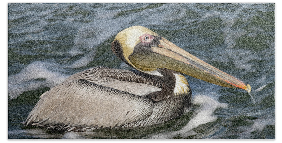 Birds Bath Towel featuring the photograph Drooling Brown Pelican by RD Allen