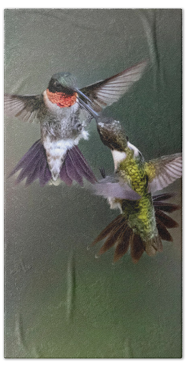 Hummingbird Bath Towel featuring the photograph Dueling Rubys by Jim E Johnson