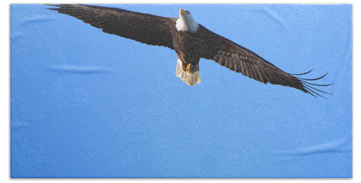 Eagle Bath Towel featuring the photograph Eagle Fly Over by Flinn Hackett