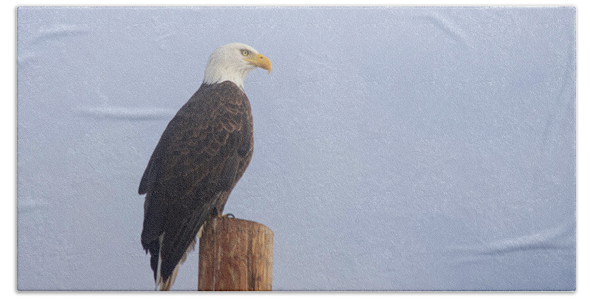Lassen Bath Towel featuring the photograph Eagle Posed Under Nature's Softbox by Mike Lee