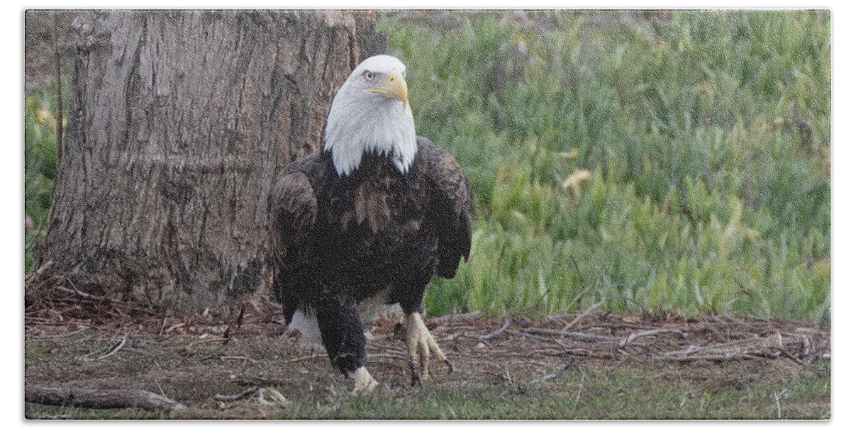 Wildlife Hand Towel featuring the photograph Eagle Stroll by Laura Macky