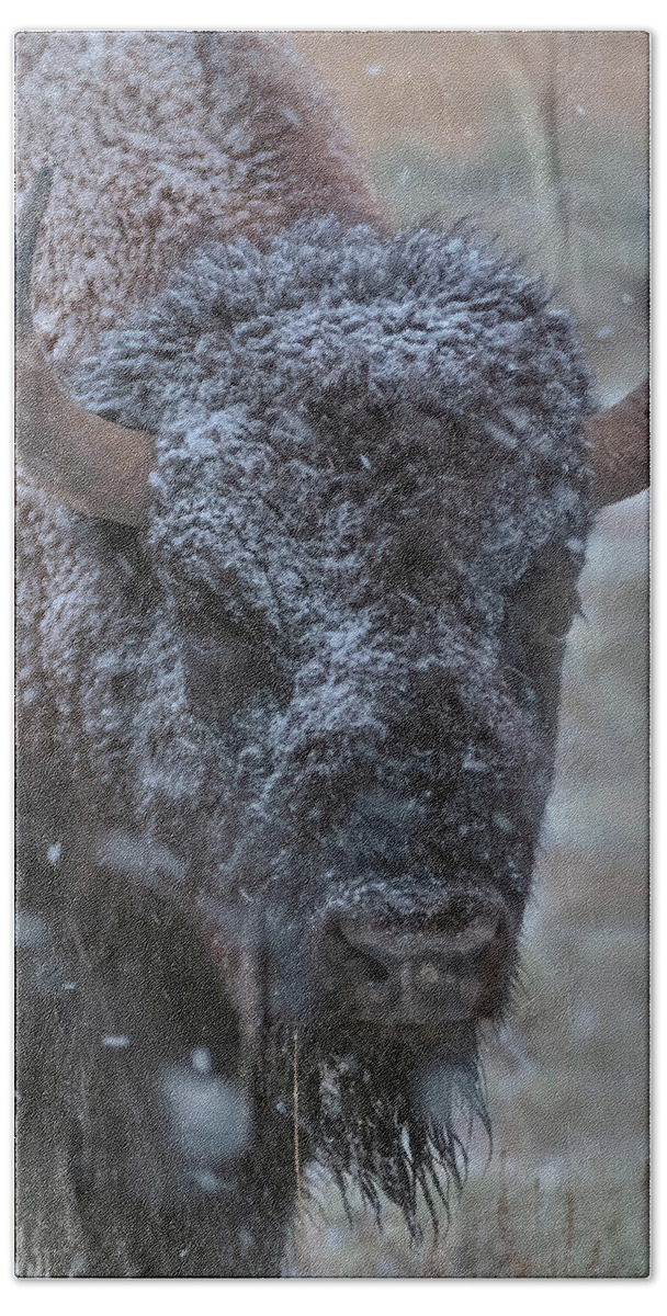 Buffalo Bath Towel featuring the photograph Early Spring Late Snow Buffalo by Gary Langley
