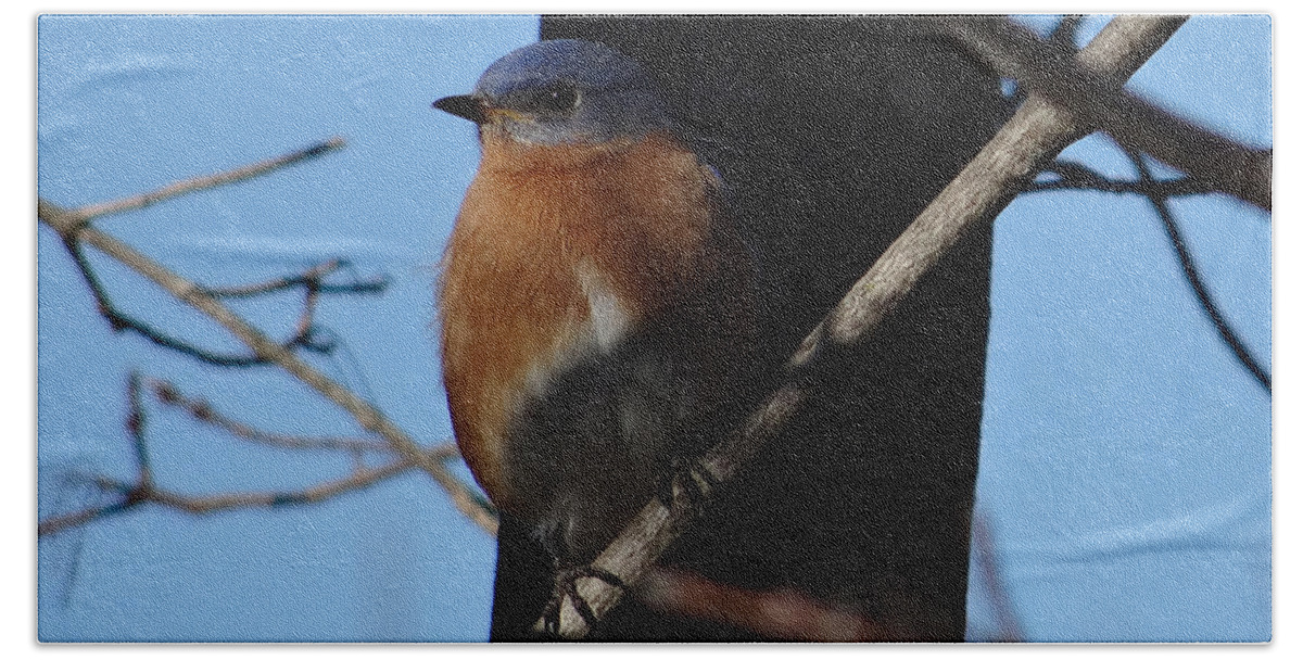 Winter Bath Towel featuring the photograph Eastern Bluebird at Traditions by Christopher Plummer