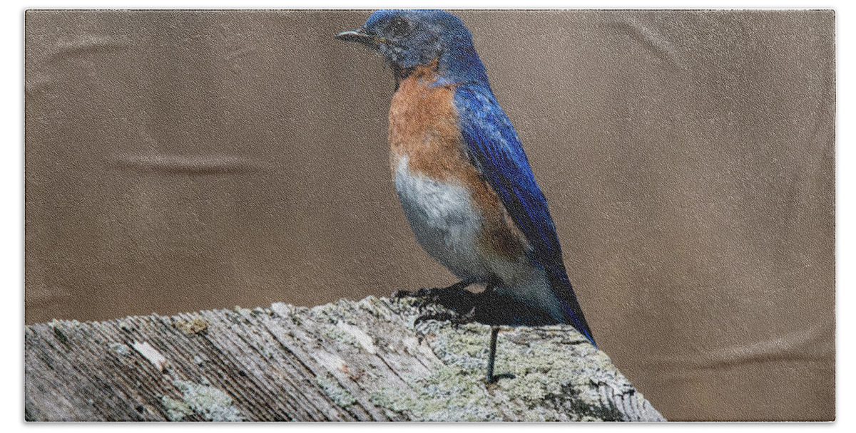 Bird Hand Towel featuring the photograph Eastern Bluebird by Cathy Kovarik