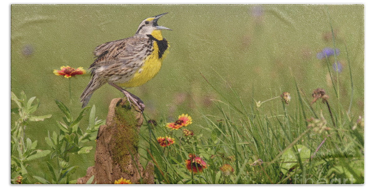 00563400 Bath Towel featuring the photograph Eastern Meadowlark Calling by Alan Murphy