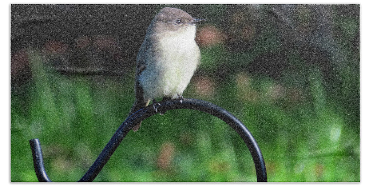 Birds Bath Towel featuring the photograph Eastern Phoebe by Linda Stern