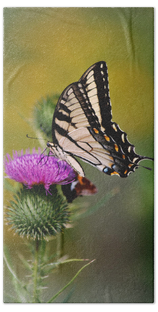 Butterfly Bath Towel featuring the photograph Eastern Tiger Swallowtail on Wild Thistle by Marilyn DeBlock