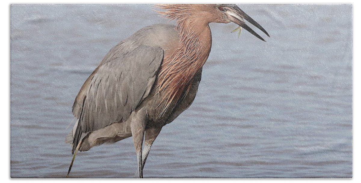 Reddish Egret Bath Towel featuring the photograph Eating a Fish May Need Greater Efforts by Mingming Jiang