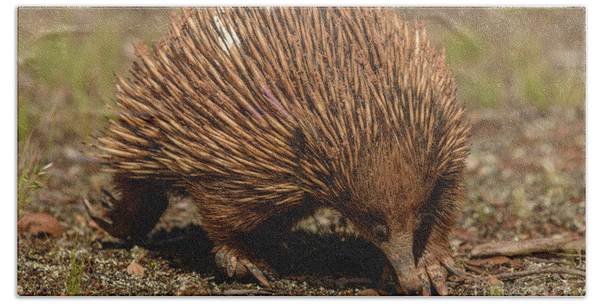 Wildlife Bath Towel featuring the photograph Echidna MF07 by Werner Padarin