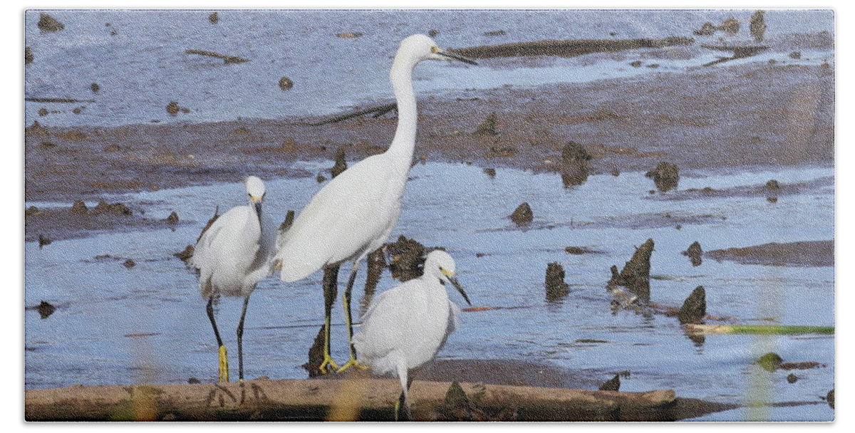 Snowy Egrets Hand Towel featuring the photograph Egrets 4222 by John Moyer