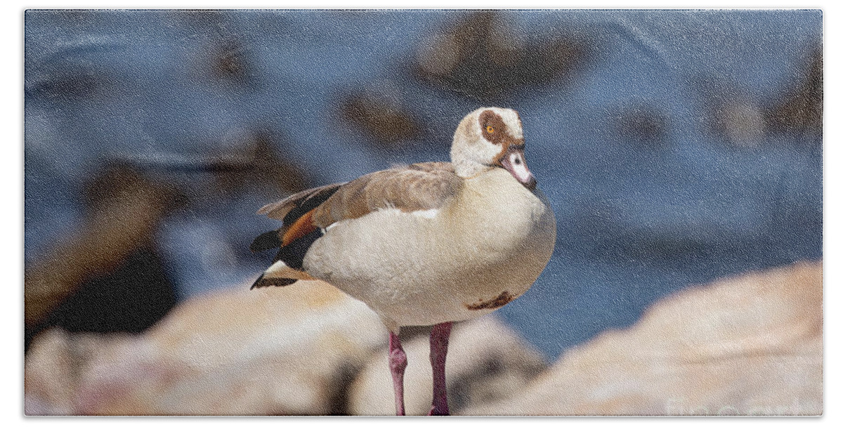 Egyptian Goose Hand Towel featuring the photograph Egyptian Goose at Stony Point by Eva Lechner