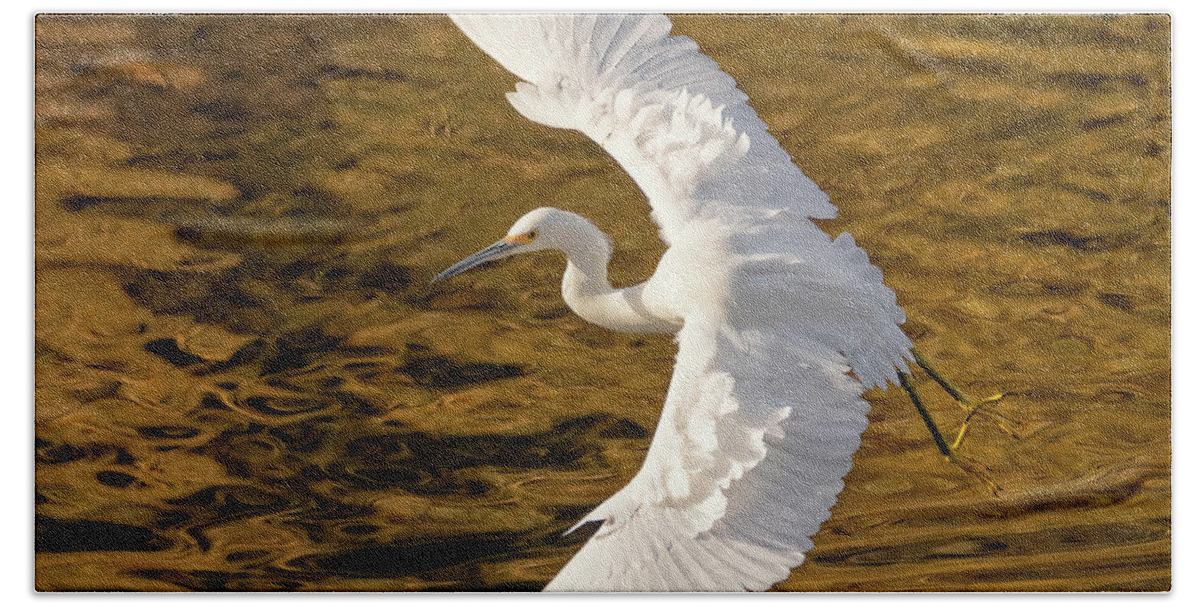 Snowy Egret Bath Towel featuring the photograph Elegance by Beth Sargent