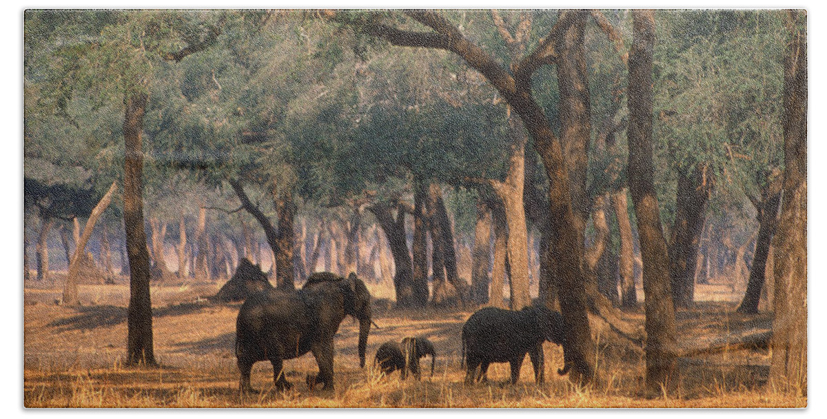 Africa Bath Towel featuring the photograph Elephant Family Stroll by Russel Considine