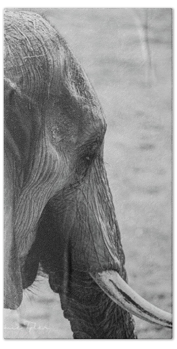 Elephant Hand Towel featuring the photograph Elephant by Jamie Tyler
