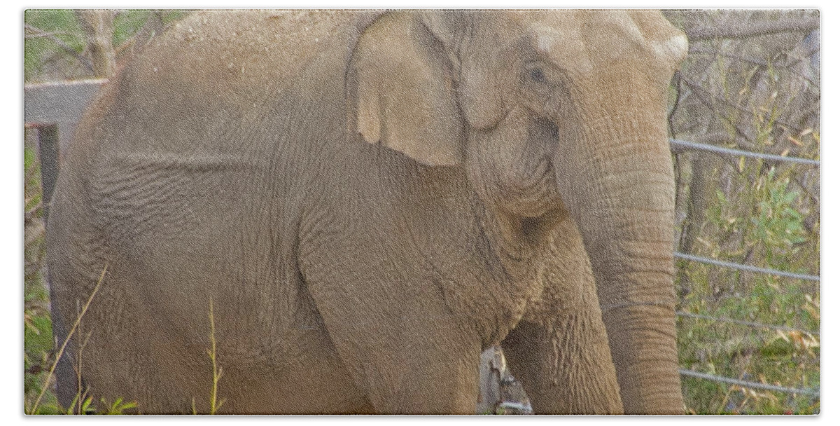 Elephant St Louis April 2015 2 4152020 5903 Hand Towel featuring the photograph elephant St Louis April 2015 2 4152020 5903 by David Frederick