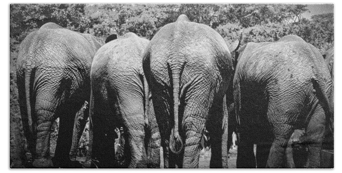 Four Elephants Hand Towel featuring the photograph Elephants, 4 by James Bethanis