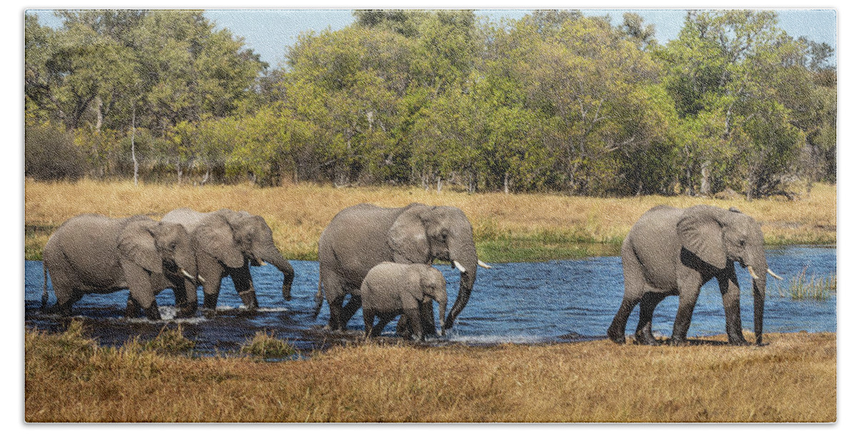 African Elephants Bath Towel featuring the photograph Elephants Crossing the River by Elvira Peretsman